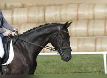 Mecklenburger Warmblut, Wallach, 3 Jahre, 169 cm, Rappe