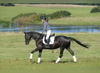 Mecklenburger Warmblut, Wallach, 3 Jahre, 169 cm, Rappe