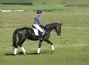 Mecklenburger Warmblut, Wallach, 3 Jahre, 169 cm, Rappe