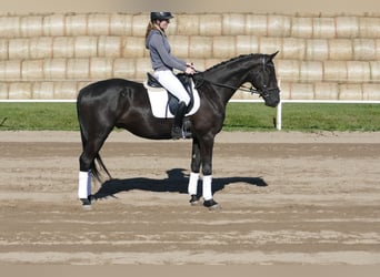 Mecklenburger Warmblut, Wallach, 3 Jahre, 169 cm, Rappe