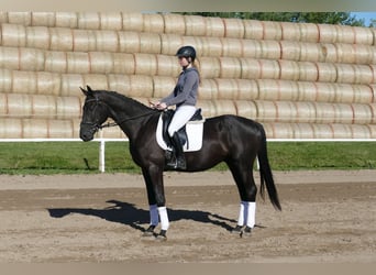 Mecklenburger Warmblut, Wallach, 3 Jahre, 169 cm, Rappe