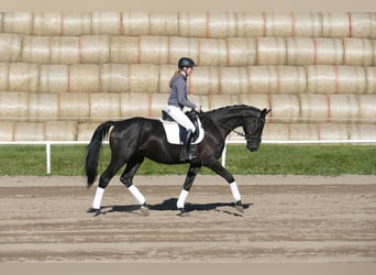 Mecklenburger Warmblut, Wallach, 3 Jahre, 169 cm, Rappe