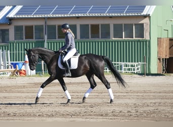 Mecklenburger Warmblut, Wallach, 3 Jahre, 169 cm, Rappe