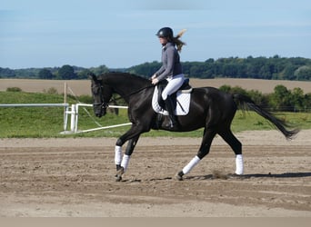 Mecklenburger Warmblut, Wallach, 3 Jahre, 169 cm, Rappe