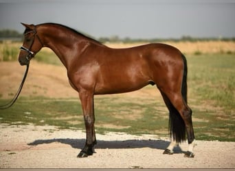 Mecklenburger Warmblut, Wallach, 3 Jahre, 170 cm, Brauner