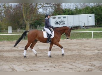 Mecklenburger Warmblut, Wallach, 3 Jahre, 170 cm, Brauner