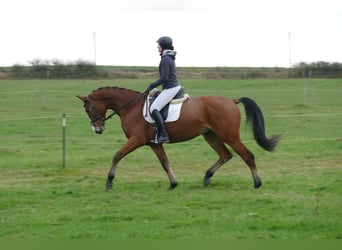Mecklenburger Warmblut, Wallach, 3 Jahre, 170 cm, Brauner