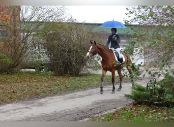 Mecklenburger Warmblut, Wallach, 3 Jahre, 170 cm, Brauner