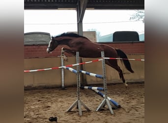 Mecklenburger Warmblut, Wallach, 3 Jahre, 170 cm, Brauner