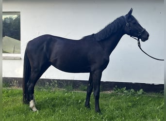 Mecklenburger Warmblut, Wallach, 3 Jahre, 170 cm, Dunkelbrauner