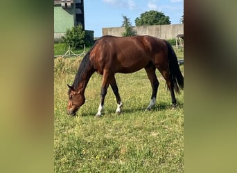 Mecklenburger Warmblut, Wallach, 3 Jahre, 173 cm, Brauner