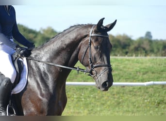 Mecklenburger Warmblut, Wallach, 3 Jahre, 174 cm, Rappe