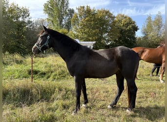 Mecklenburger Warmblut, Wallach, 3 Jahre, Schwarzbrauner