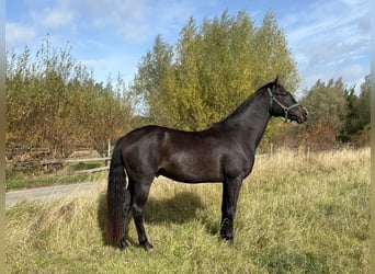 Mecklenburger Warmblut, Wallach, 3 Jahre, Schwarzbrauner