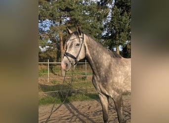 Mecklenburger Warmblut, Wallach, 4 Jahre, 162 cm, Apfelschimmel