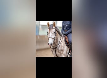 Mecklenburger Warmblut, Wallach, 4 Jahre, 165 cm, Schimmel