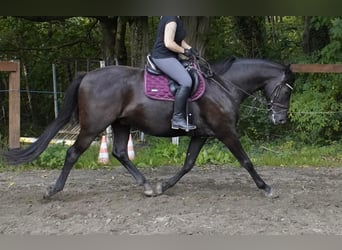 Mecklenburger Warmblut, Wallach, 4 Jahre, 165 cm, Schwarzbrauner