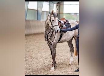 Mecklenburger Warmblut, Wallach, 4 Jahre, 166 cm, Schimmel