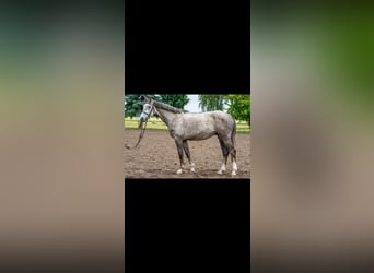 Mecklenburger Warmblut, Wallach, 4 Jahre, 166 cm, Schimmel