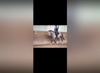 Mecklenburger Warmblut, Wallach, 4 Jahre, 166 cm, Schimmel
