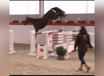 Mecklenburger Warmblut, Wallach, 4 Jahre, 167 cm, Brauner