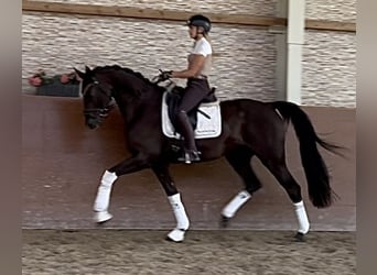 Mecklenburger Warmblut, Wallach, 4 Jahre, 167 cm, Rappe