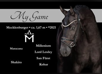 Mecklenburger Warmblut, Wallach, 4 Jahre, 167 cm, Rappe