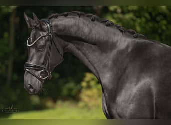 Mecklenburger Warmblut, Wallach, 4 Jahre, 167 cm, Rappe