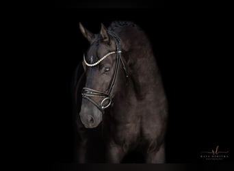 Mecklenburger Warmblut, Wallach, 4 Jahre, 167 cm, Rappe