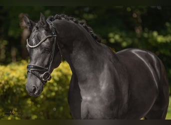 Mecklenburger Warmblut, Wallach, 4 Jahre, 167 cm, Rappe