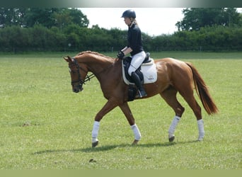 Mecklenburger Warmblut, Wallach, 4 Jahre, 169 cm, Fuchs