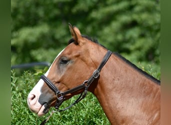 Mecklenburger Warmblut, Wallach, 4 Jahre, 170 cm, Brauner