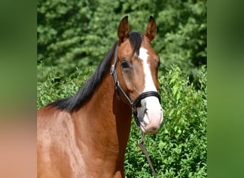 Mecklenburger Warmblut, Wallach, 4 Jahre, 170 cm, Brauner