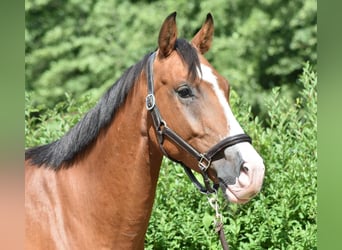 Mecklenburger Warmblut, Wallach, 4 Jahre, 170 cm, Brauner