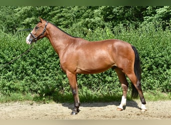 Mecklenburger Warmblut, Wallach, 4 Jahre, 170 cm, Brauner