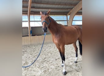 Mecklenburger Warmblut, Wallach, 4 Jahre, 170 cm, Brauner