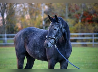 Mecklenburger Warmblut, Wallach, 4 Jahre, 170 cm, Schimmel