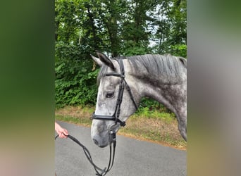Mecklenburger Warmblut, Wallach, 4 Jahre, 170 cm, Schimmel