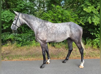 Mecklenburger Warmblut, Wallach, 4 Jahre, 170 cm, Schimmel
