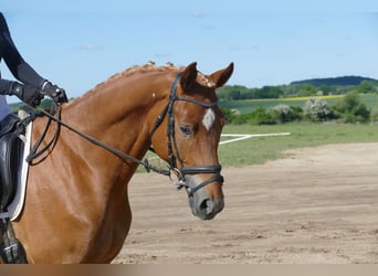 Mecklenburger Warmblut, Wallach, 4 Jahre, 171 cm, Fuchs
