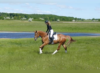 Mecklenburger Warmblut, Wallach, 4 Jahre, 171 cm, Fuchs