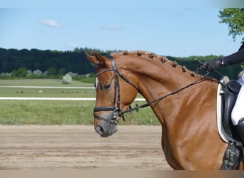 Mecklenburger Warmblut, Wallach, 4 Jahre, 171 cm, Fuchs