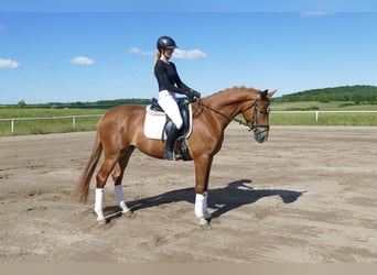 Mecklenburger Warmblut, Wallach, 4 Jahre, 171 cm, Fuchs