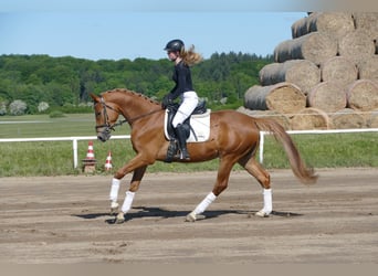 Mecklenburger Warmblut, Wallach, 4 Jahre, 171 cm, Fuchs