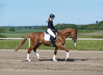 Mecklenburger Warmblut, Wallach, 4 Jahre, 171 cm, Fuchs