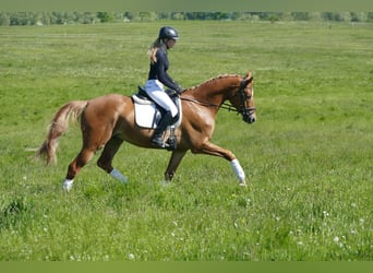 Mecklenburger Warmblut, Wallach, 4 Jahre, 171 cm, Fuchs
