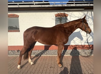 Mecklenburger Warmblut, Wallach, 4 Jahre, 172 cm, Fuchs