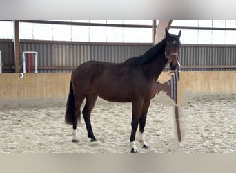 Mecklenburger Warmblut, Wallach, 4 Jahre, 173 cm, Brauner