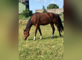 Mecklenburger Warmblut, Wallach, 4 Jahre, 173 cm, Brauner