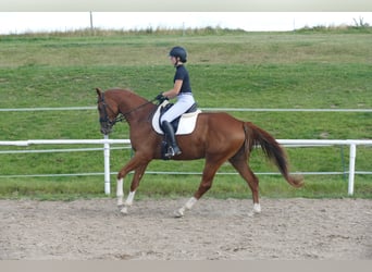 Mecklenburger Warmblut, Wallach, 4 Jahre, 173 cm, Fuchs